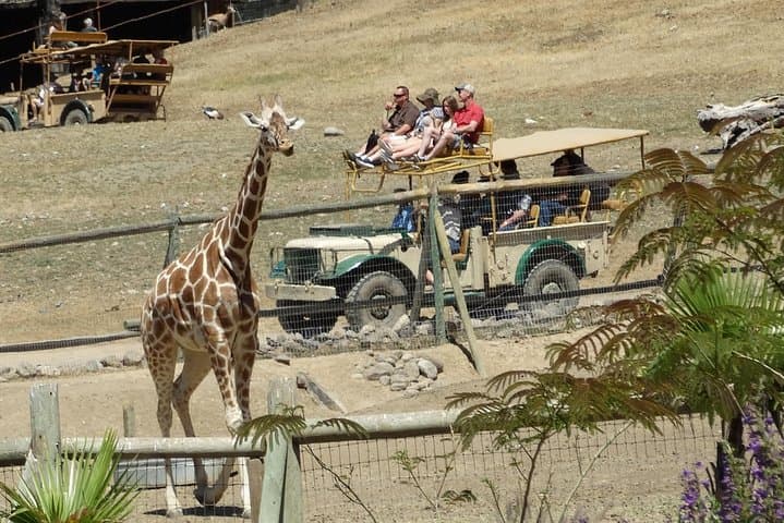 Safari West Jeep and Redwoods: Sonoma Wild Safari Adventure photo 4