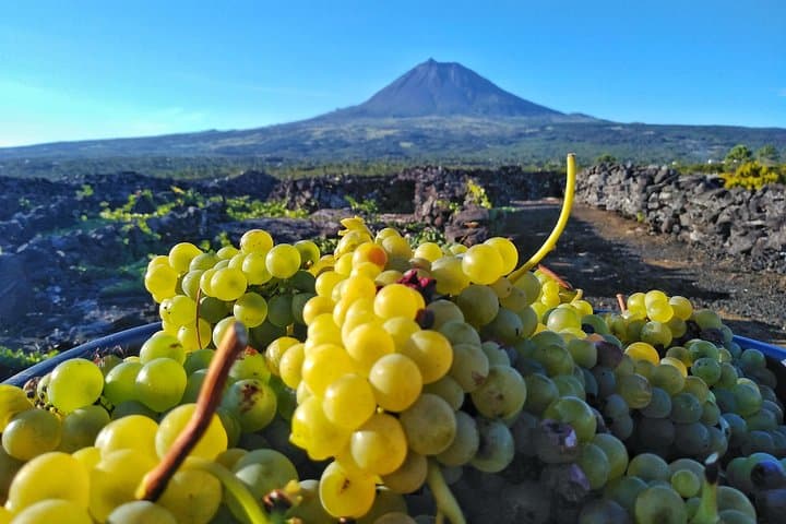 Pico Vineyard & UNESCO Wine Tour — Madalena’s Centenary Vines