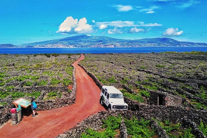 Pico Vineyard & UNESCO Wine Tour — Madalena’s Centenary Vines photo 3