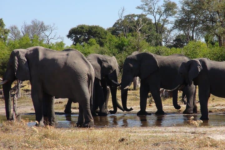 7-Day Okavango & Moremi Safari: Delta Camping, Mokoro Trips & Chobe Game Drives photo 6