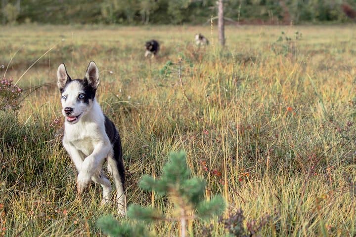 Puppy Training at a Husky Farm in Tromso — Hands-On Summer Experience photo 3