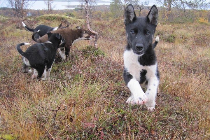 Puppy Training at a Husky Farm in Tromso — Hands-On Summer Experience photo 4
