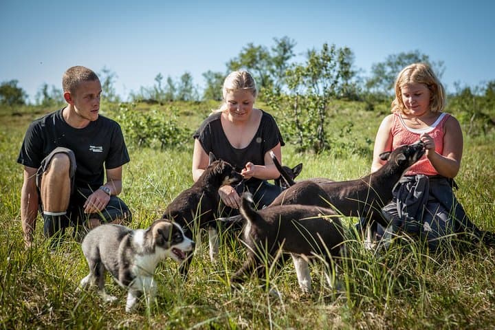 Puppy Training at a Husky Farm in Tromso — Hands-On Summer Experience photo 5