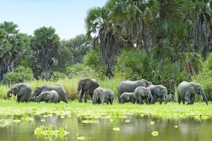 Crocodile Safari: 5-Day Selous and Mikumi Wildlife Expedition