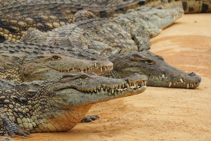 Crocodile Safari: 5-Day Selous and Mikumi Wildlife Expedition photo 2
