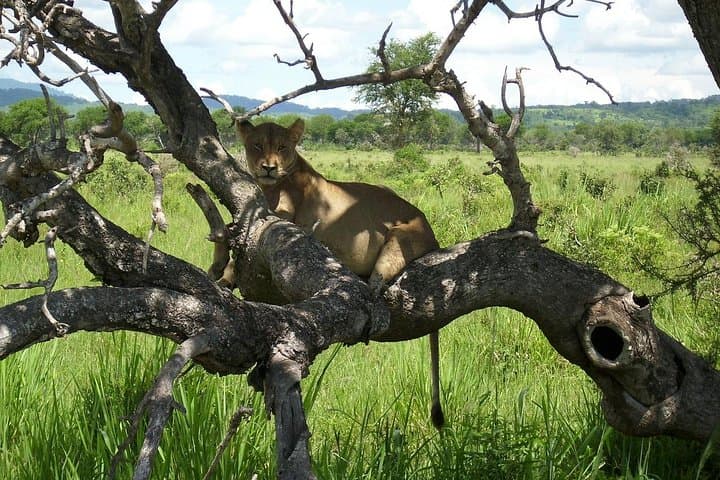 3-Day Mikumi & Udzungwa Safari: Game Drives, Primate Treks & Sanje Falls