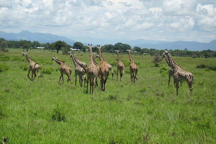 3-Day Mikumi & Udzungwa Safari: Game Drives, Primate Treks & Sanje Falls photo 2