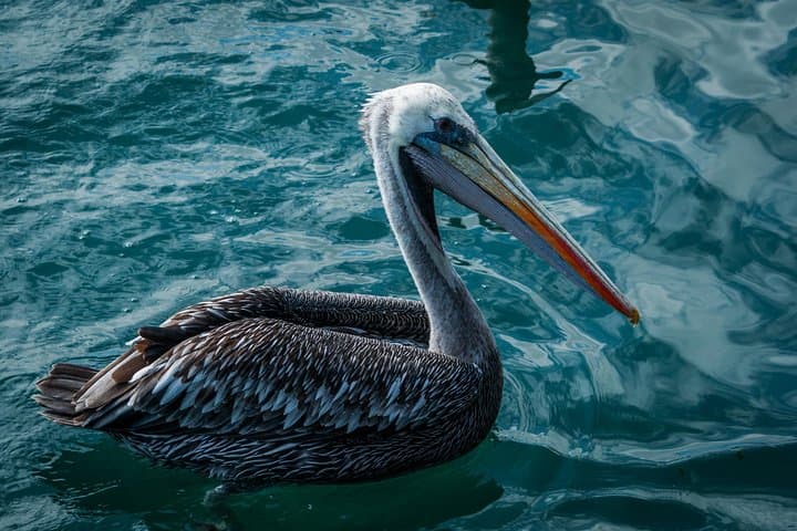 Ballestas Islands and Paracas Reserve Day Trip from Lima by Bus photo 5
