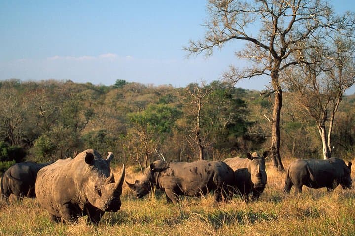 Game Drive and Rhino Walk near Livingstone: Up-Close Rhino Tracking in a National Park photo 2