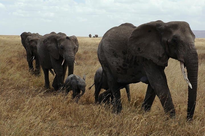 9-Day Southern Circuit Safari: Selous to Ruaha & Kitulo National Parks, Tanzania photo 2