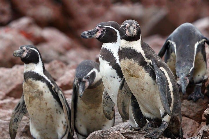 Ballestas Islands and Paracas Reserve Day Trip from Lima by Bus photo 6