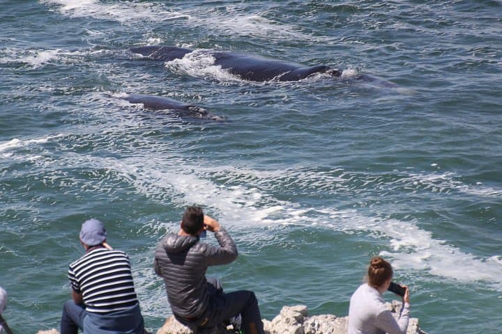 Hermanus Land-Based Whale Watching: Cliff-Top Walks & Museum Intro photo 3