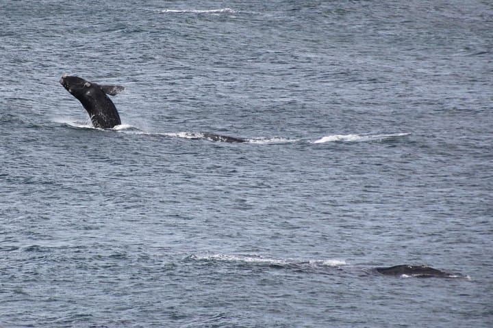 Hermanus Land-Based Whale Watching: Cliff-Top Walks & Museum Intro photo 4