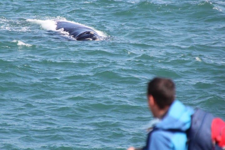 Hermanus Land-Based Whale Watching: Cliff-Top Walks & Museum Intro photo 5