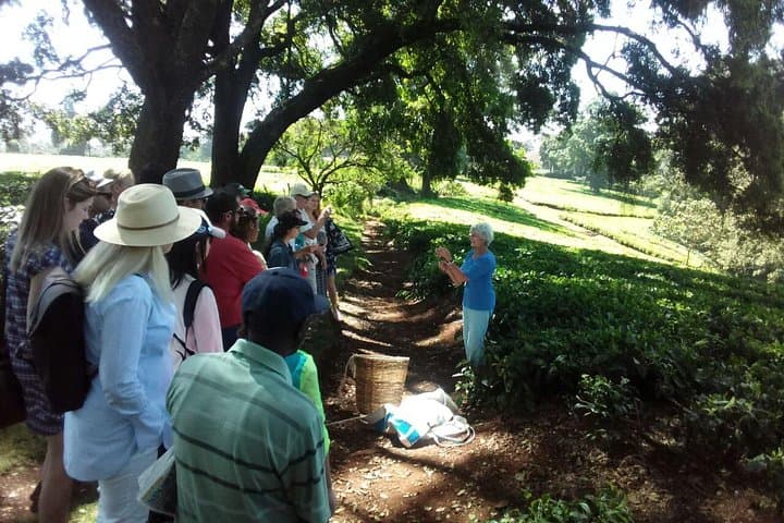 Kiambethu Tea Farm Day Tour: Tea Fields, Forest Walks & Farm-to-Table Lunch photo 4