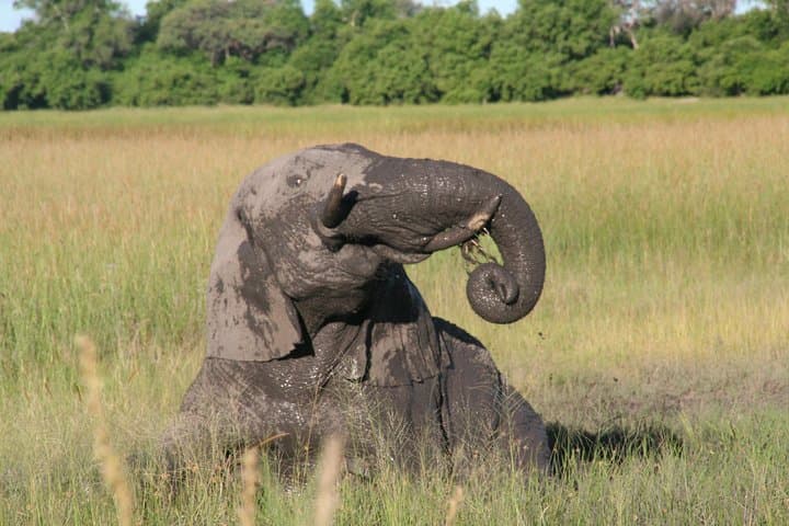 Moremi Game Reserve Safari: 8-Day Okavango & Chobe Cheetah Package from Maun photo 4