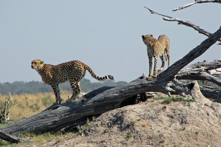 Moremi Game Reserve Safari: 8-Day Okavango & Chobe Cheetah Package from Maun