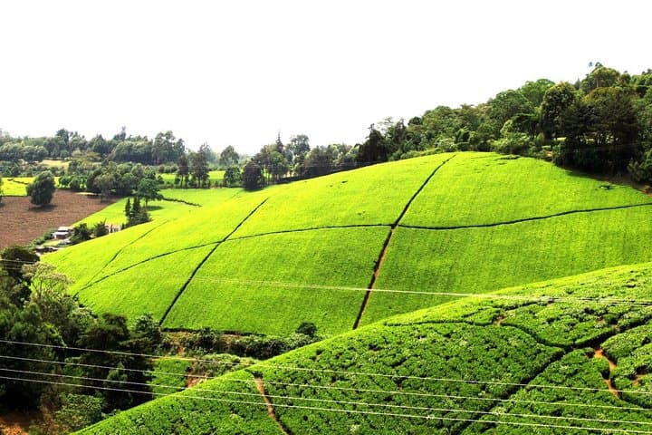 Kiambethu Tea Farm Day Tour: Tea Fields, Forest Walks & Farm-to-Table Lunch