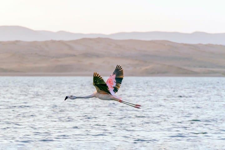 Paracas National Reserve Private Tour: Desert Cliffs, Coastal Wildlife & Local Fisheries photo 3