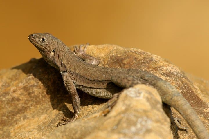 Paracas National Reserve Private Tour: Desert Cliffs, Coastal Wildlife & Local Fisheries photo 5