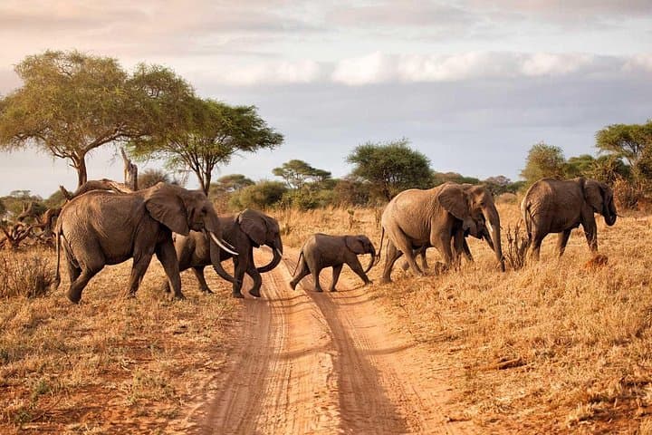 Tarangire Park Day Trip: Open-Roof Safari, Baobabs & Elephant Herds