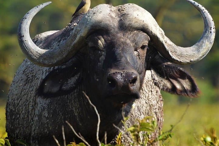 Discover Kenya: 9-Day Wildlife Safari Through Maasai Mara, Amboseli & Tsavo photo 6