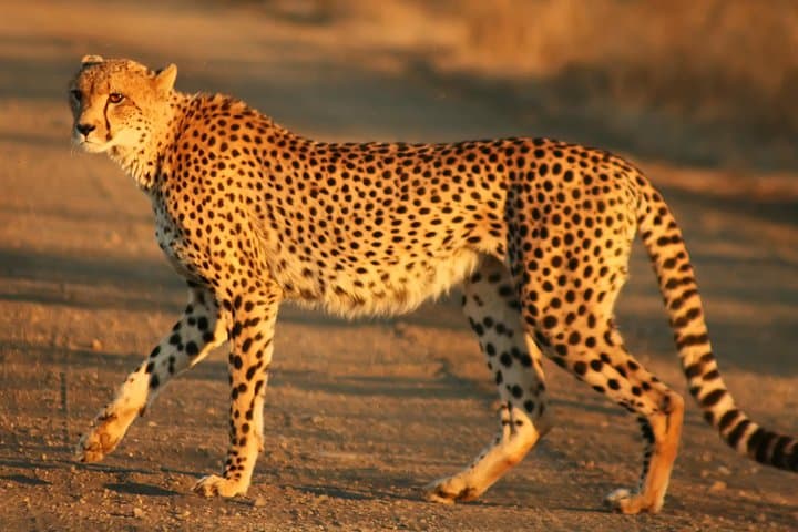 Discover Kenya: 9-Day Wildlife Safari Through Maasai Mara, Amboseli & Tsavo photo 5