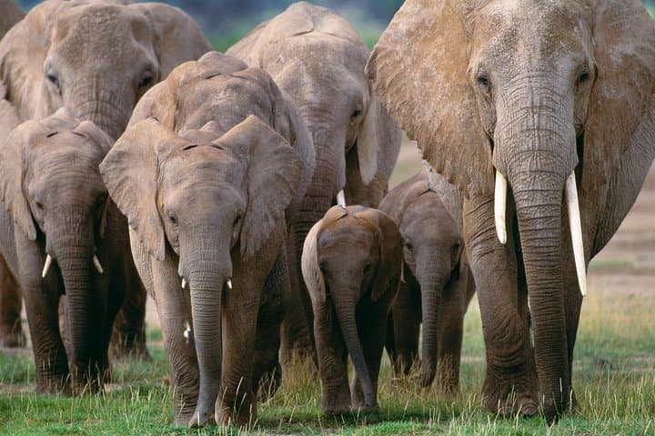 Discover Kenya: 9-Day Wildlife Safari Through Maasai Mara, Amboseli & Tsavo photo 3