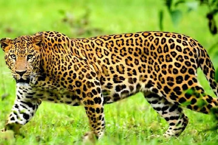 Discover Kenya: 9-Day Wildlife Safari Through Maasai Mara, Amboseli & Tsavo