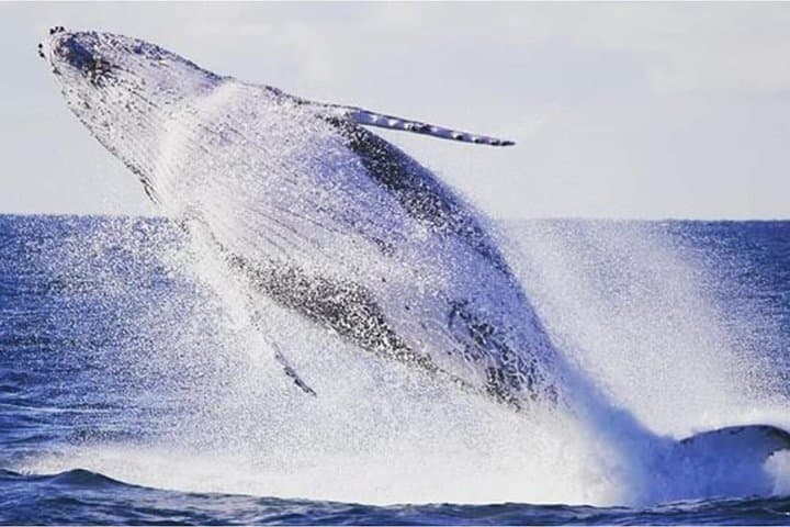 Whales Under Sail: Sydney Whale Watching Sailing Experience