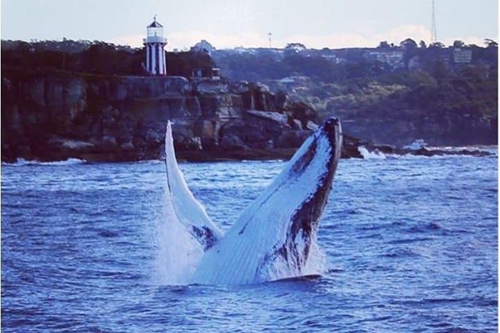 Whales Under Sail: Sydney Whale Watching Sailing Experience photo 3