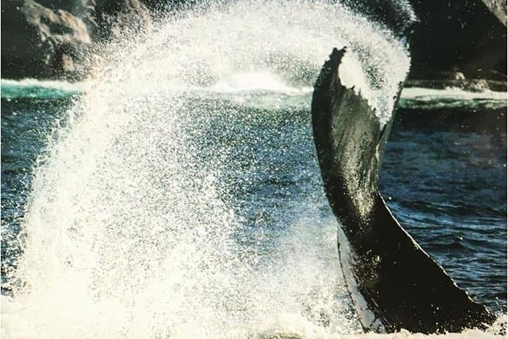 Whales Under Sail: Sydney Whale Watching Sailing Experience photo 4