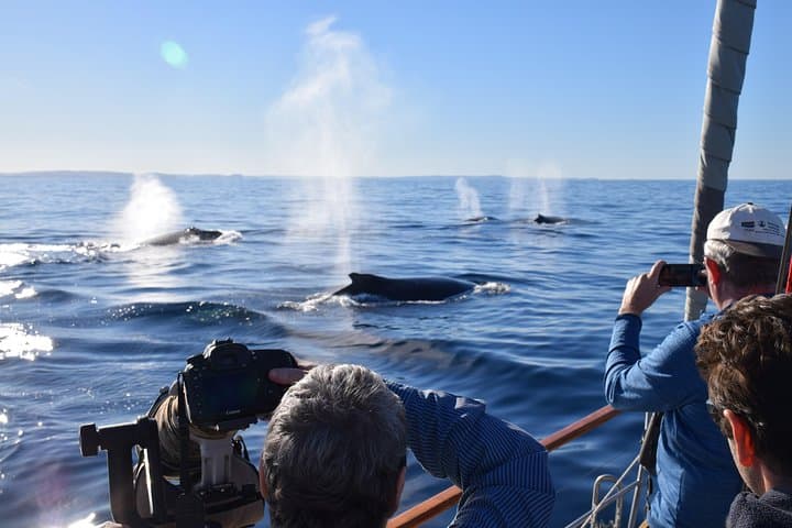 Whales Under Sail: Sydney Whale Watching Sailing Experience photo 5