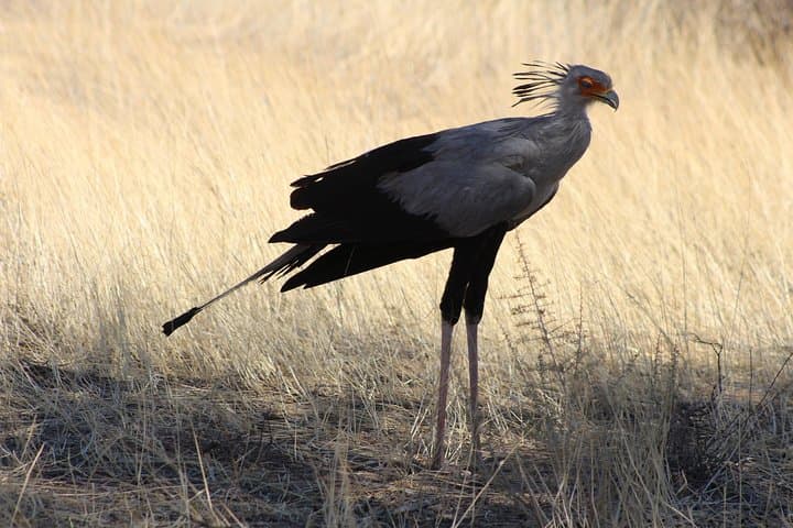 Tsodilo Hills & Gcwihaba Caves: 7-Day Cultural Safari from Maun photo 3