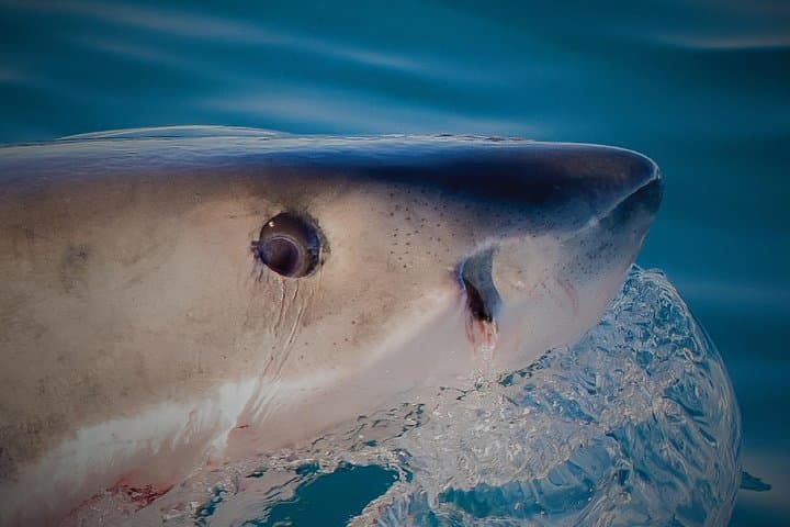 Shark Cage Diving in Kleinbaai — Cape Town Great White Experience photo 4
