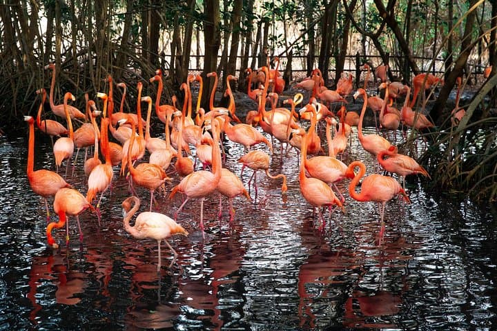 Inside Colombia's National Aviary: Private Tour from Cartagena to See 170+ Bird Species photo 5