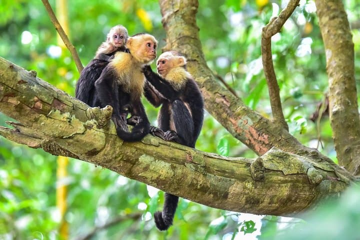 Manuel Antonio Day Trip from San José — Rainforest Trails, Beaches & Wildlife photo 2