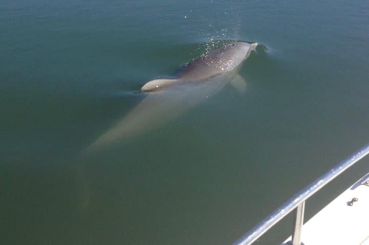 Private Dolphin Watch & Morris Island Lighthouse Tour from Folly Beach — Charleston Estuary Boat Trip