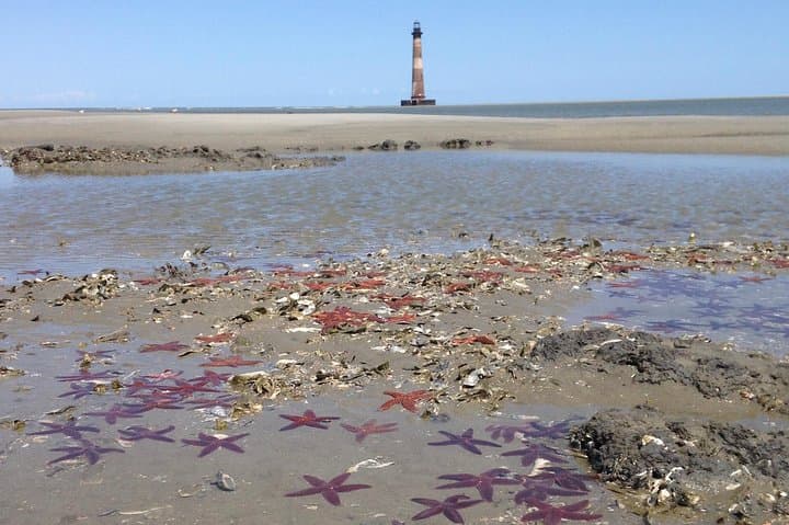 Private Dolphin Watch & Morris Island Lighthouse Tour from Folly Beach — Charleston Estuary Boat Trip photo 2