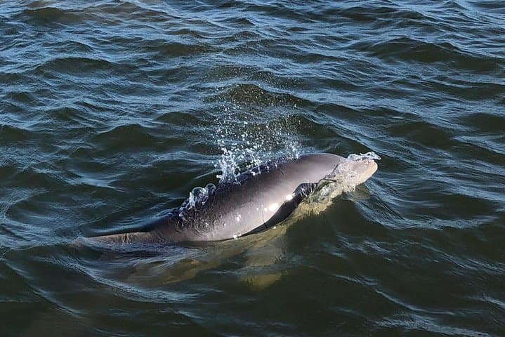 Private Dolphin Watch & Morris Island Lighthouse Tour from Folly Beach — Charleston Estuary Boat Trip photo 4