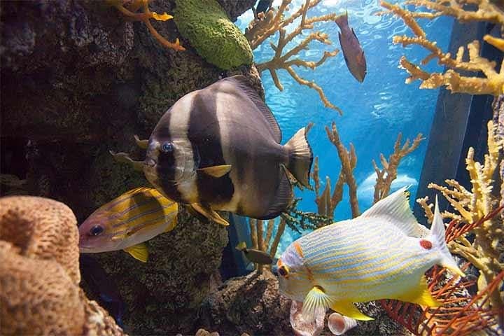 Chicago CityPASS: See Top Sights in 9 Days photo 5