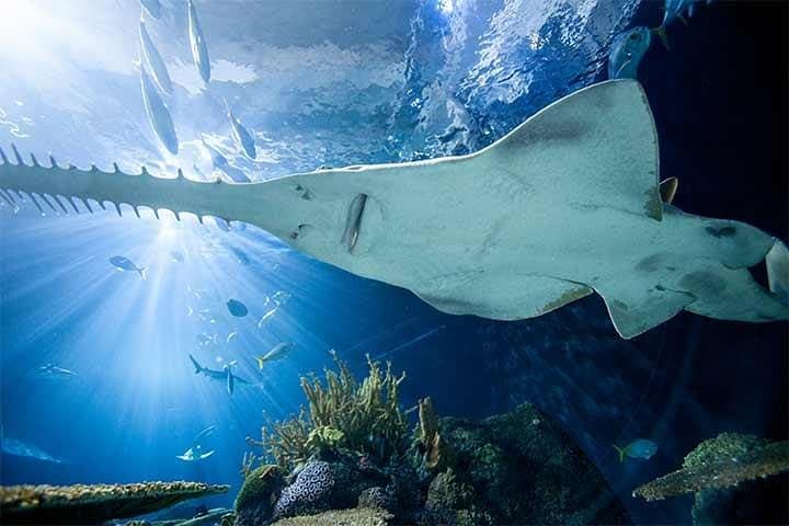 Chicago CityPASS: See Top Sights in 9 Days photo 6