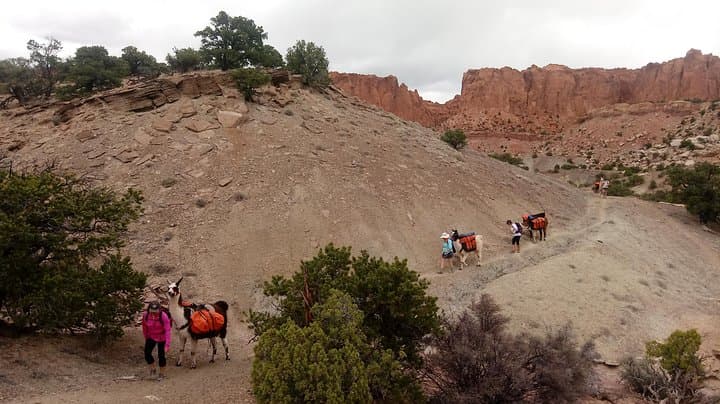 Llama Trekking in Capitol Reef: 4-Hour Guided Hike with Gourmet Lunch photo 2