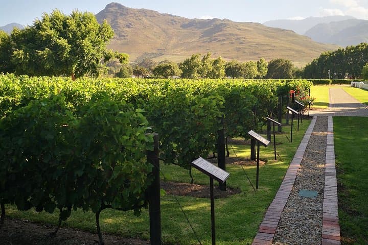 Private Cape Winelands Full‑Day Guided Wine Tour from Cape Town