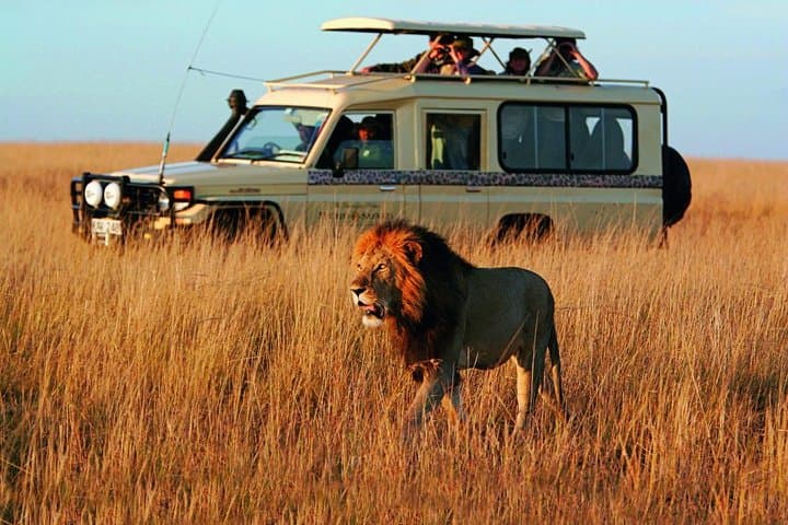 Cape Town Private Big Five Safari: Full-Day Game Reserve Tour photo 2