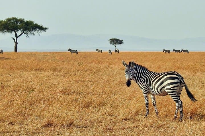 Cape Town Private Big Five Safari: Full-Day Game Reserve Tour photo 4