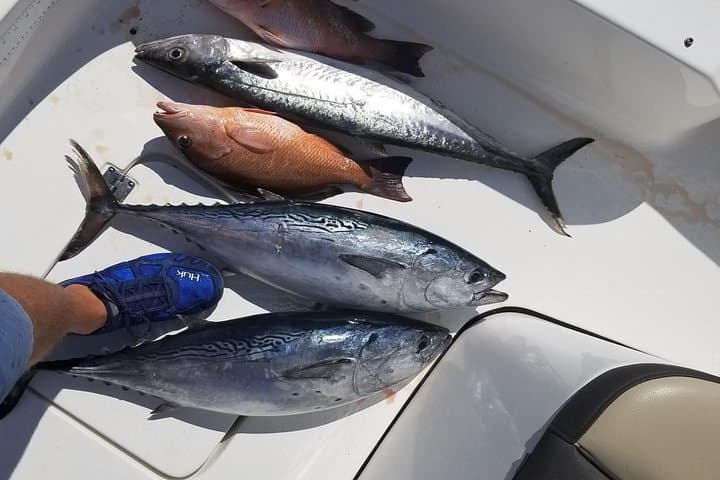 6-Hour Private Fishing Charter — Offshore Sportfishing from Miami photo 3