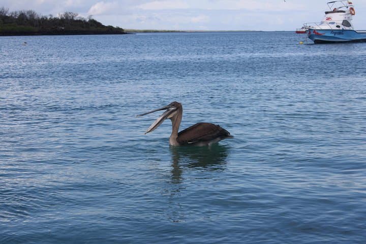 5-Day Galapagos Highlights: Island Hopping from Puerto Ayora photo 3
