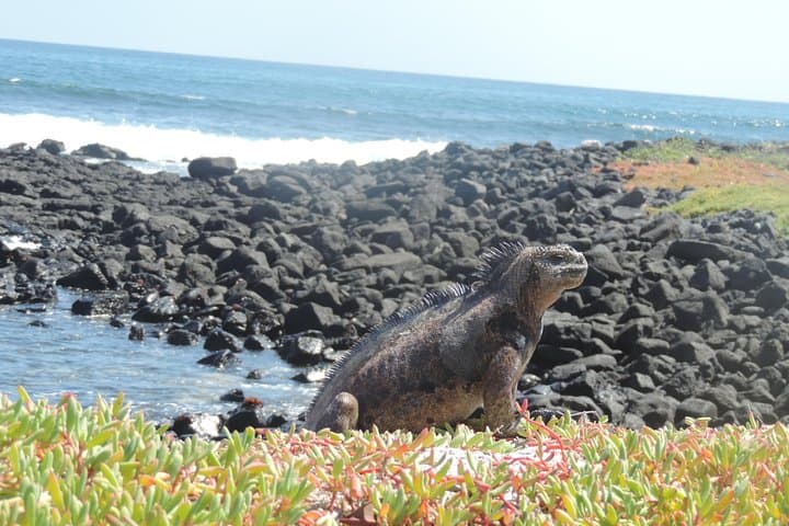 5-Day Galapagos Highlights: Island Hopping from Puerto Ayora photo 4