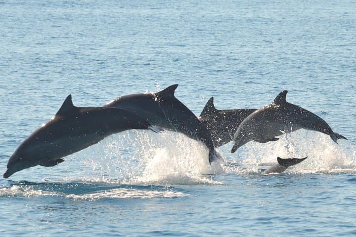 Hervey Bay Dolphin & Fraser Island Half-Day Sailing Cruise from Urangan photo 3